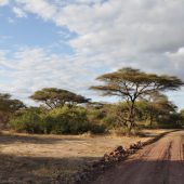  Lake Manyara, TZ